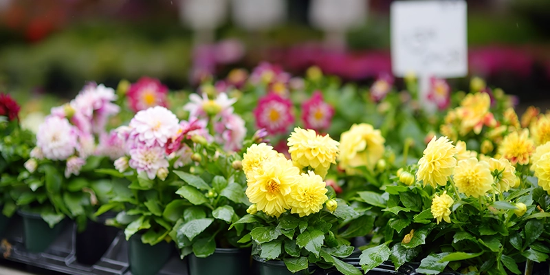 An assortment of flowers for sale at a farmer's market